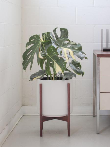 Monstera Thai Constellation