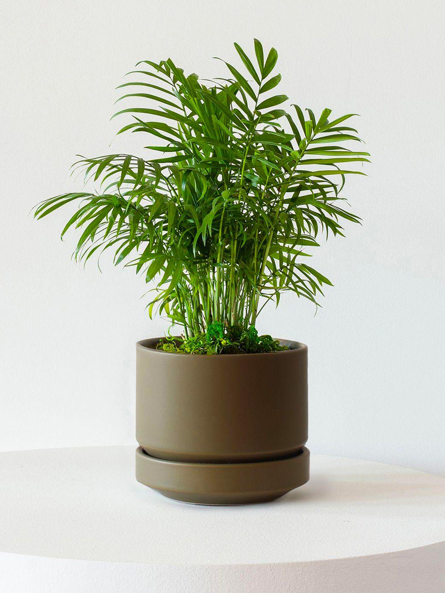 Scandinavian - Le 20