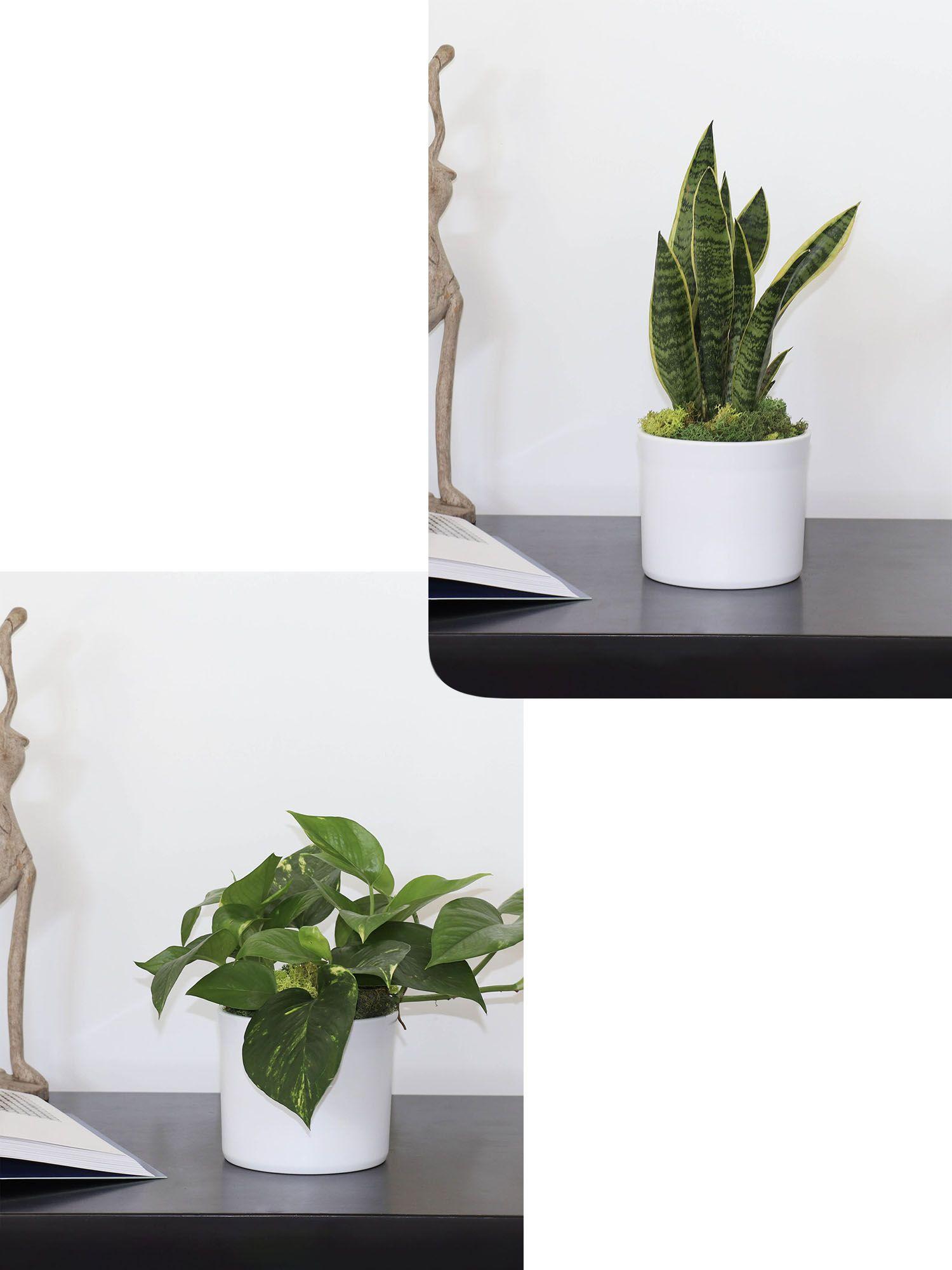 Snake Plant & Cascading Pothos Duo