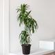 Dracaena Lisa