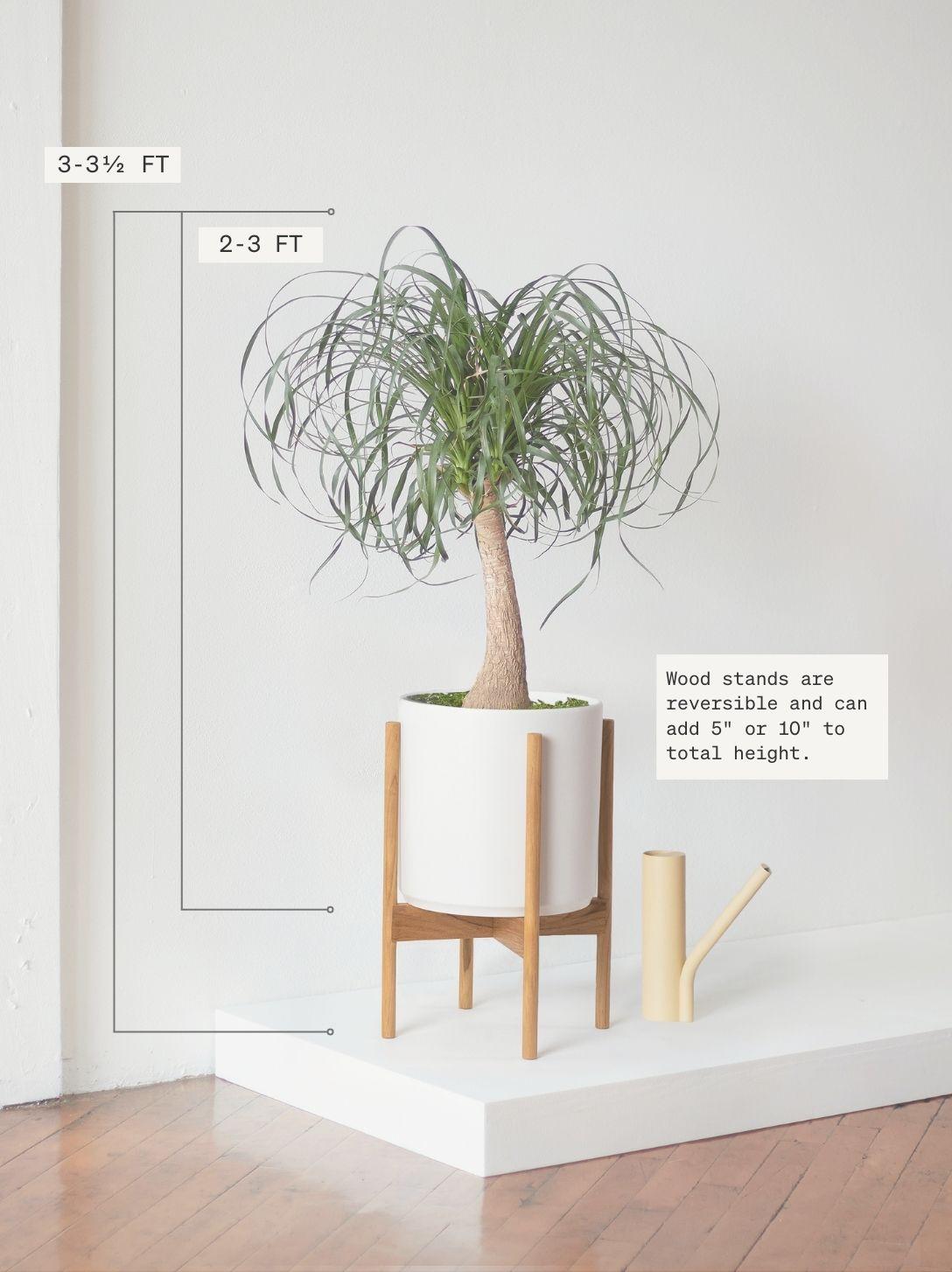 Ponytail Palm - Black Ceramic & Light Stand