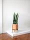 Black Coral Snake Plant
