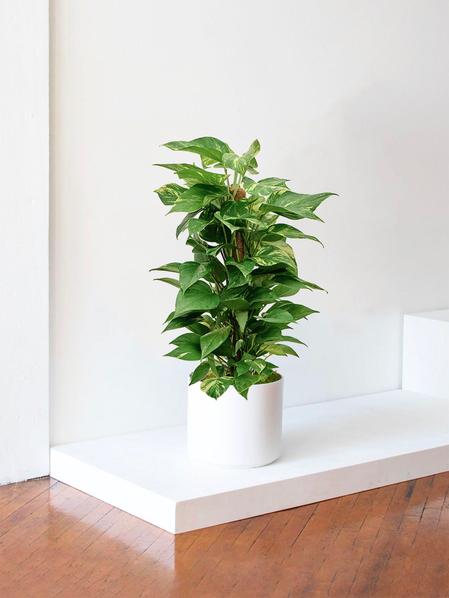 Pothos Colonne