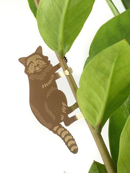 Plant Animal Raton laveur