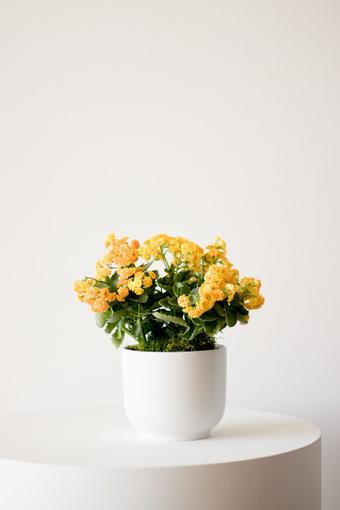 indoor plants picture