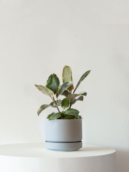 Tineke Rubber Plant