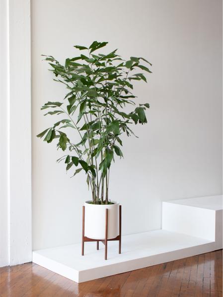 Fishtail Palm