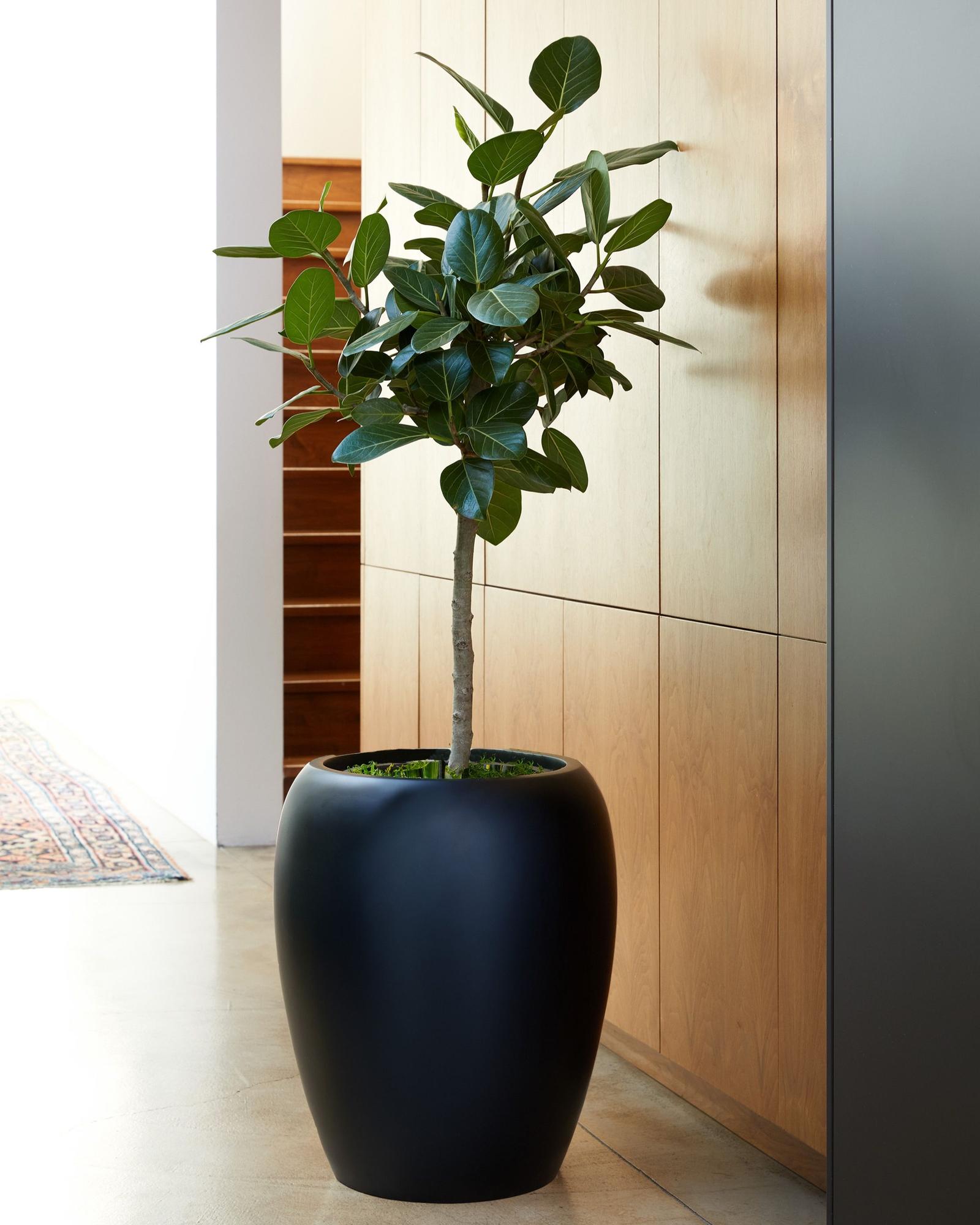 Ficus Audrey Tree