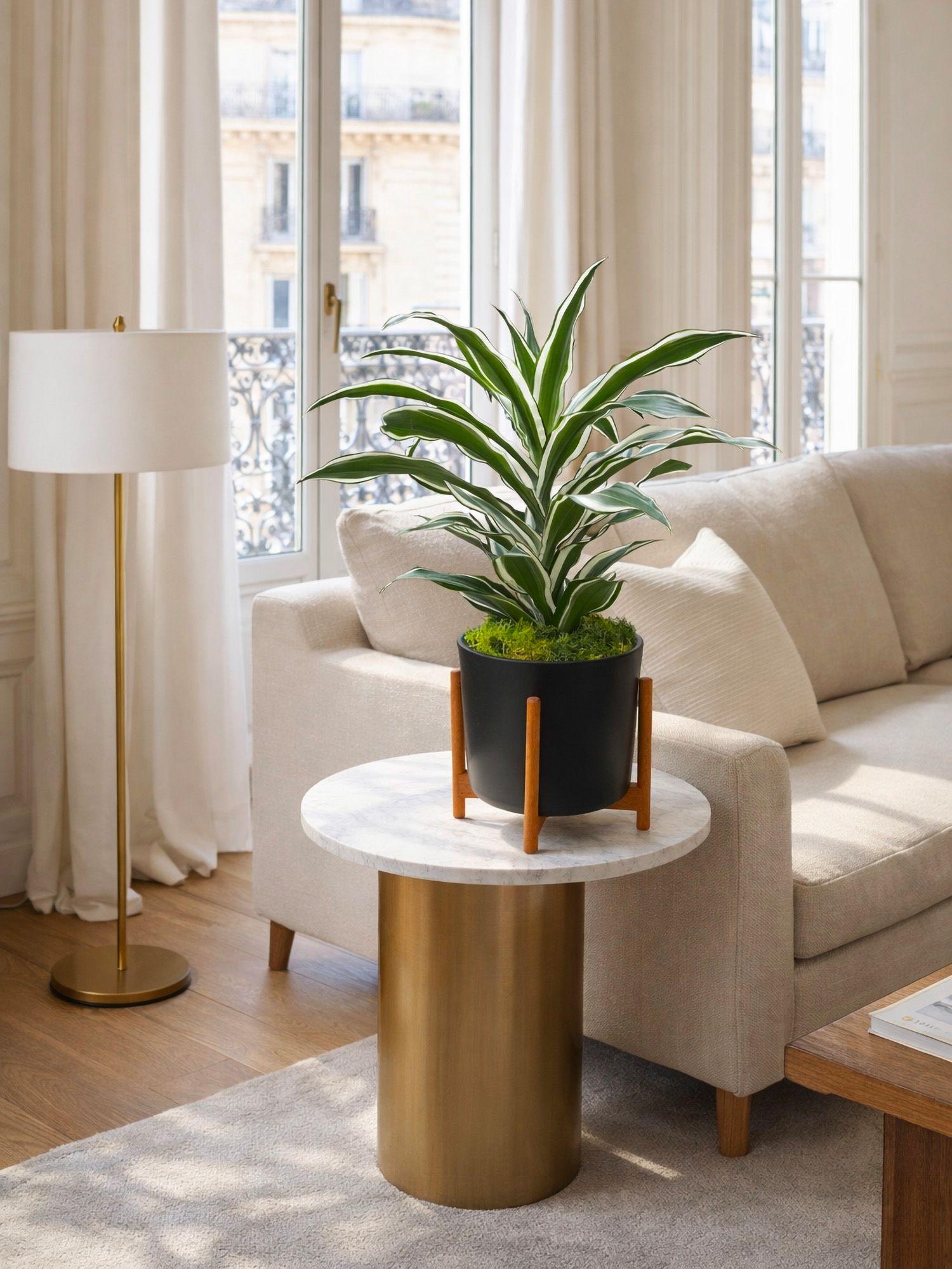 Dracaena Fragrans Joyau de Jade