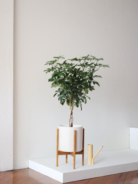 Braided Schefflera Tree