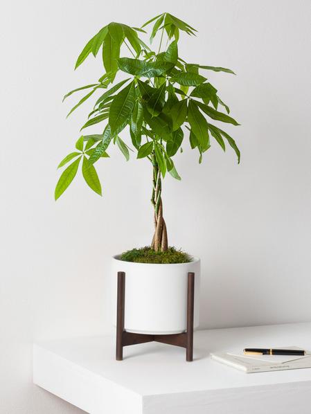 Braided Money Tree