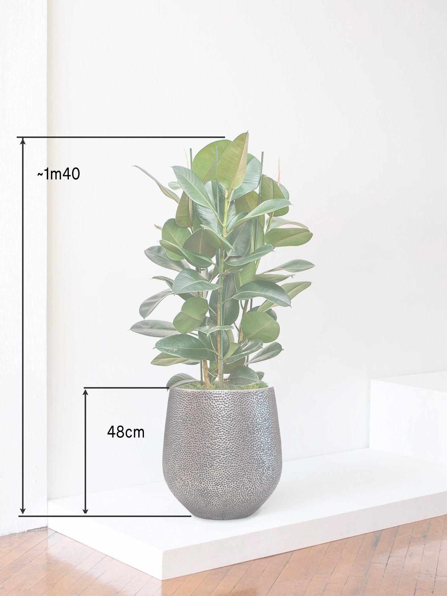 Ficus Elastica Robusta