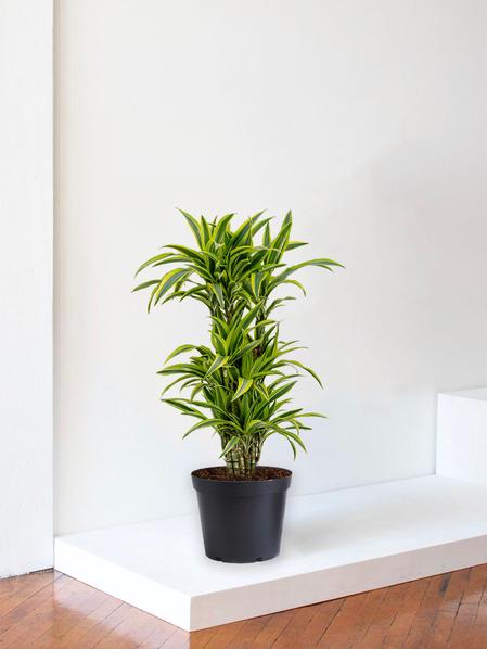 Dracaena Fragrans Lemon Lime