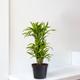 Dracaena Fragrans Lemon Lime