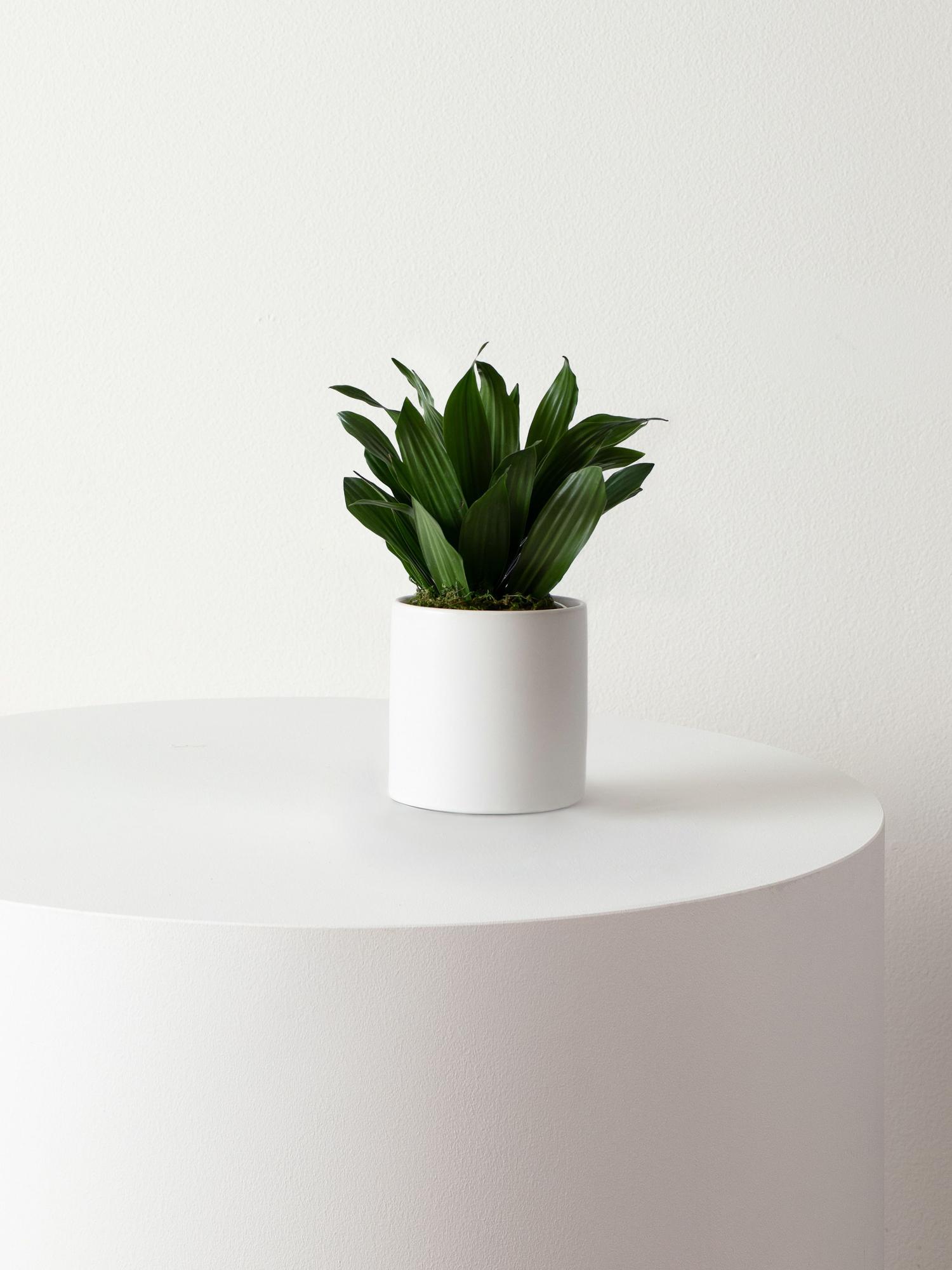 dracaena-compacta-small.jpeg