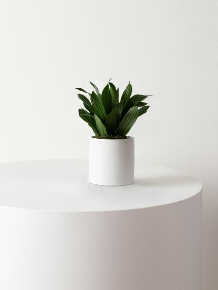 Dracaena Compacta