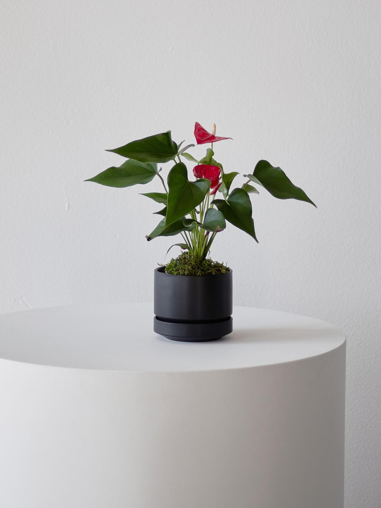 Anthurium - King of Hearts Small (8-12 inches tall) – Midnight ...