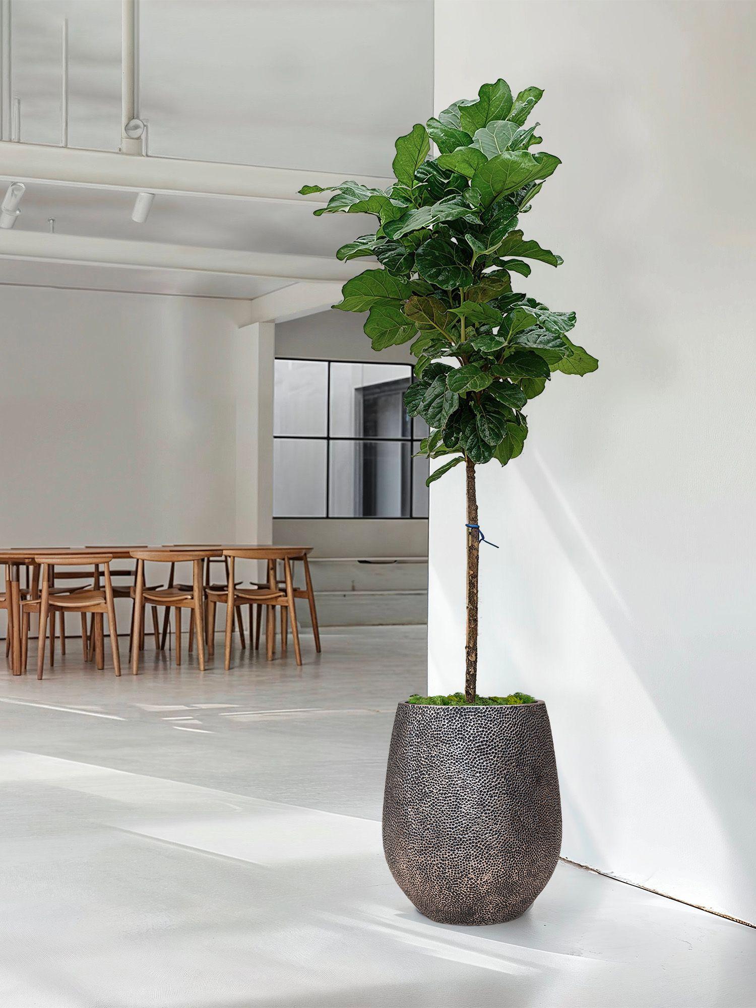 Ficus Lyrata Canopée Géant