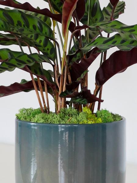 Mousse naturelle préservée