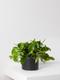 Cascading Pothos
