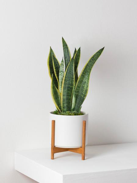 Snake Plant Laurentii