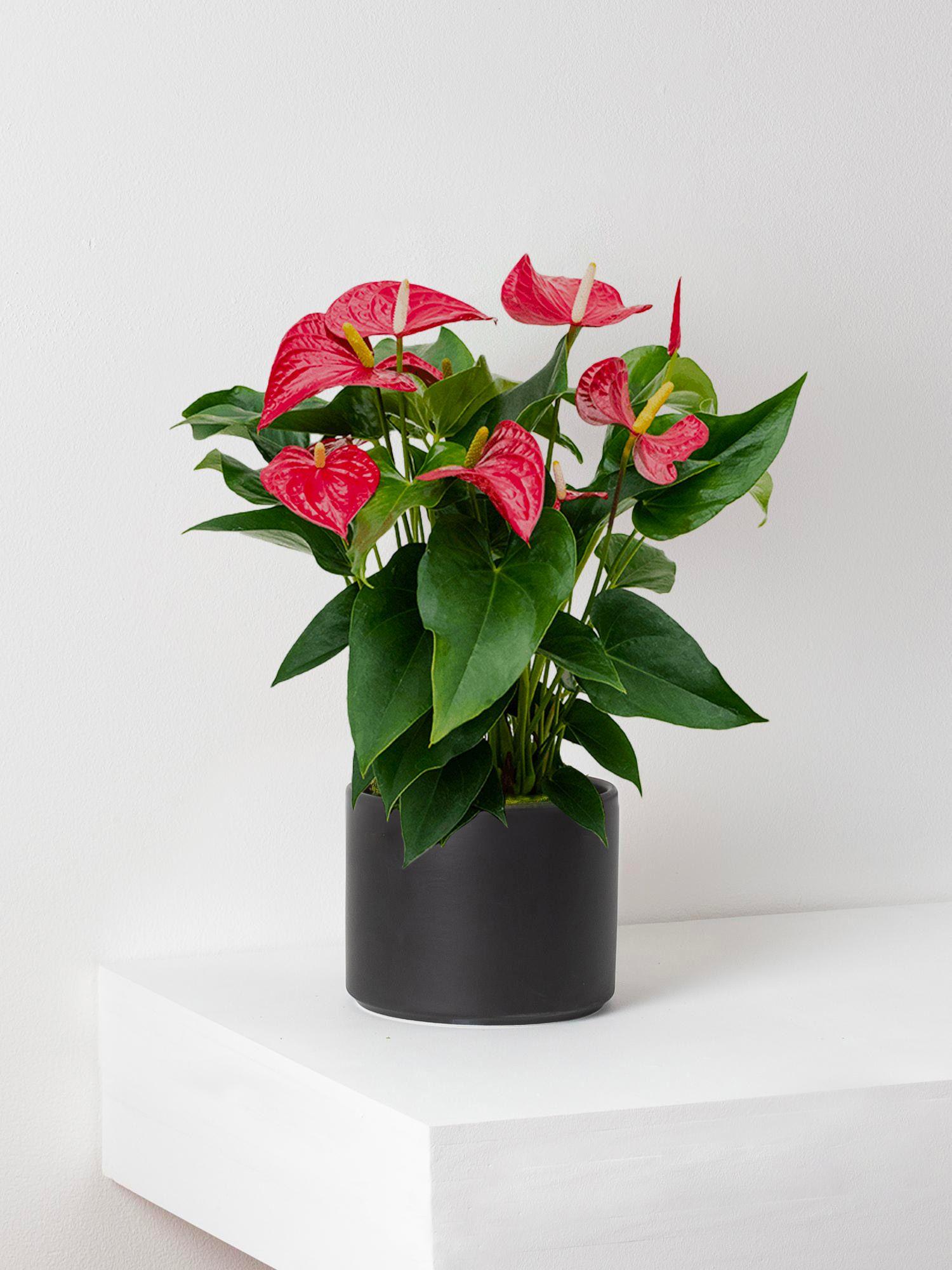 Anthurium - Roi de Coeur