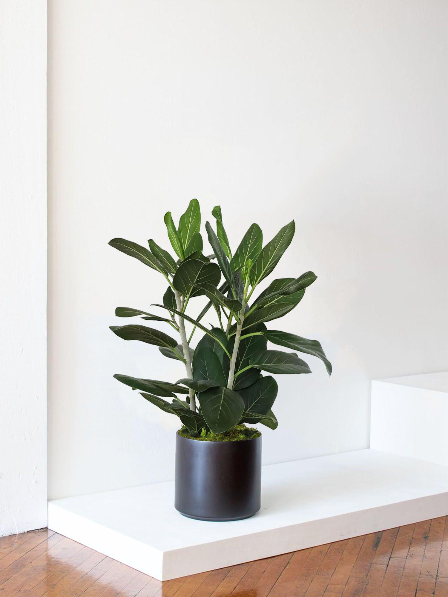 Ficus Audrey