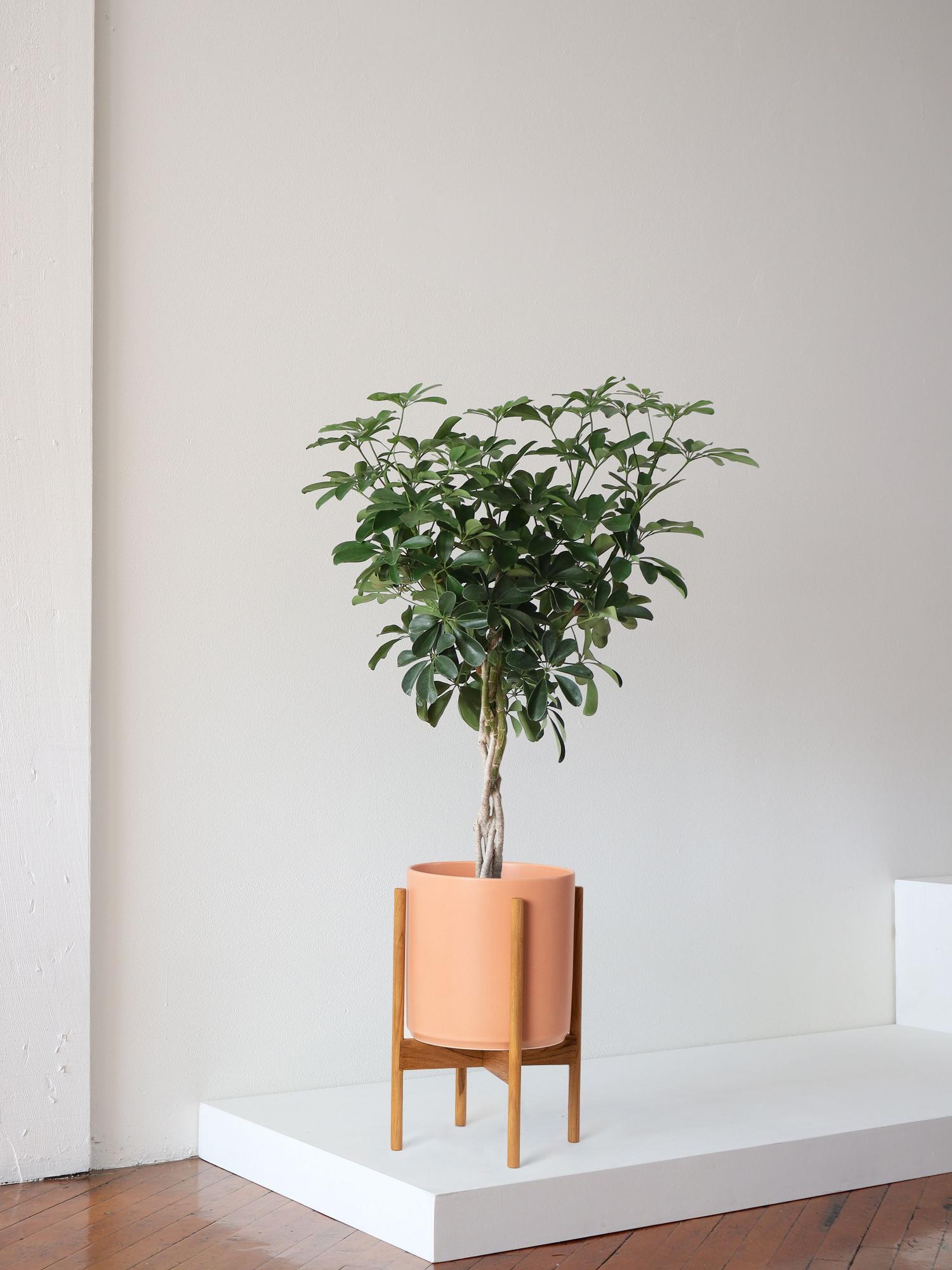 Braided Schefflera Tree