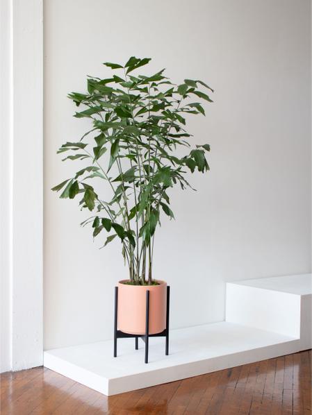 Fishtail Palm