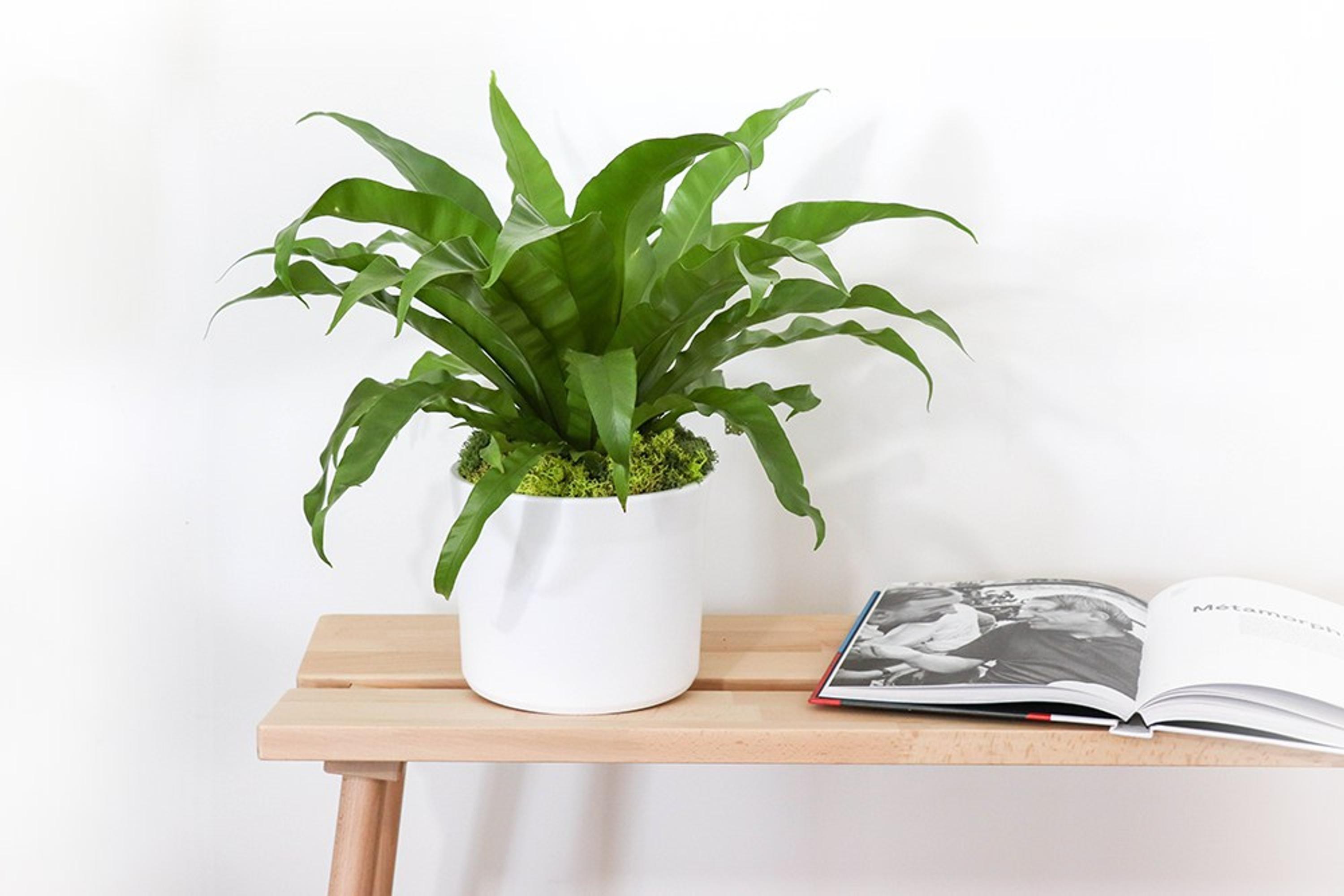 Fougère nid d'oiseau - Mid-Century