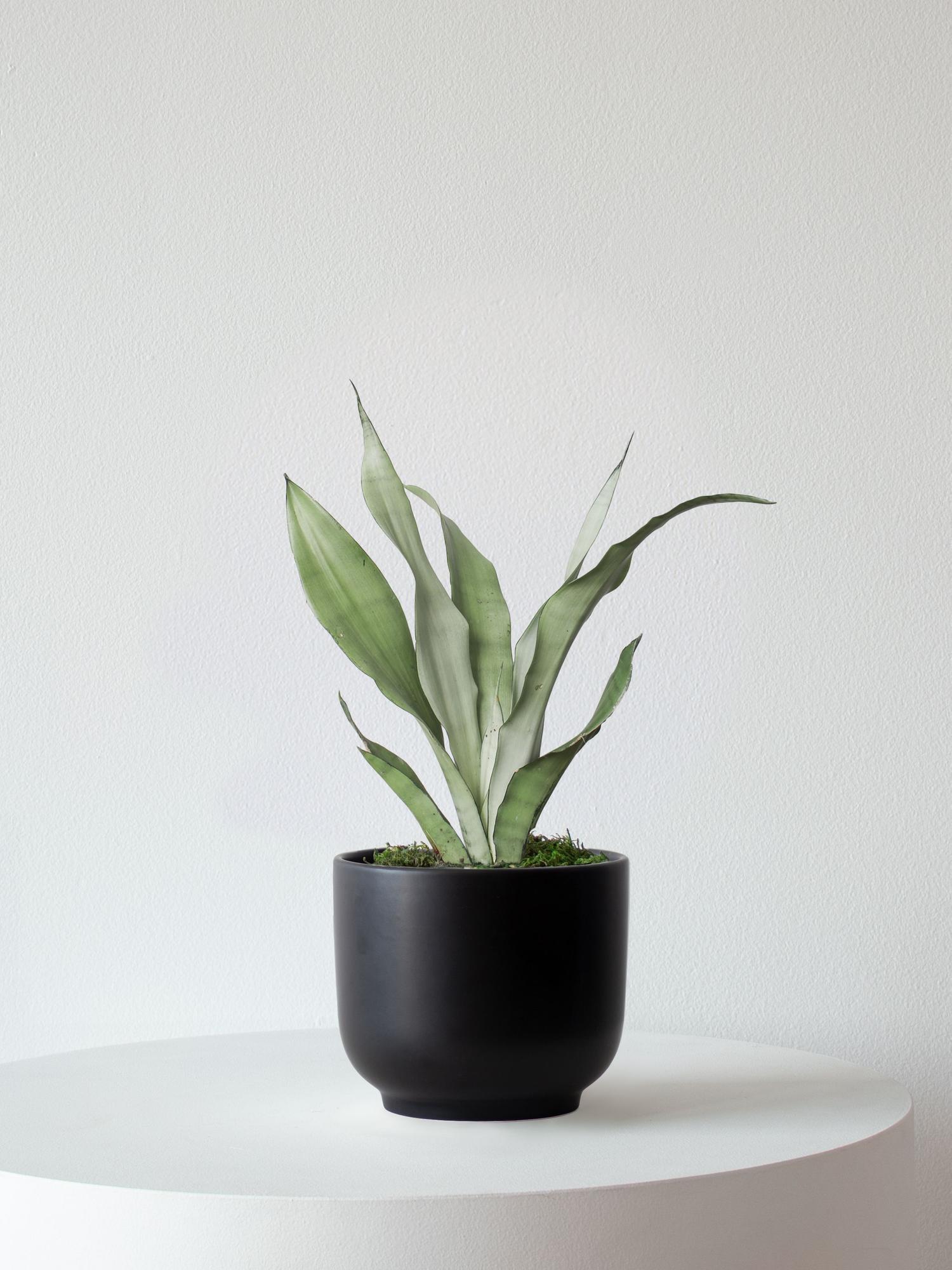 Moonshine Snake Plant