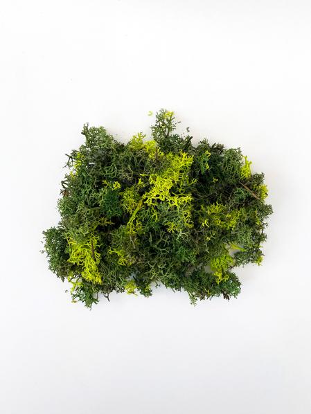 Mousse naturelle préservée