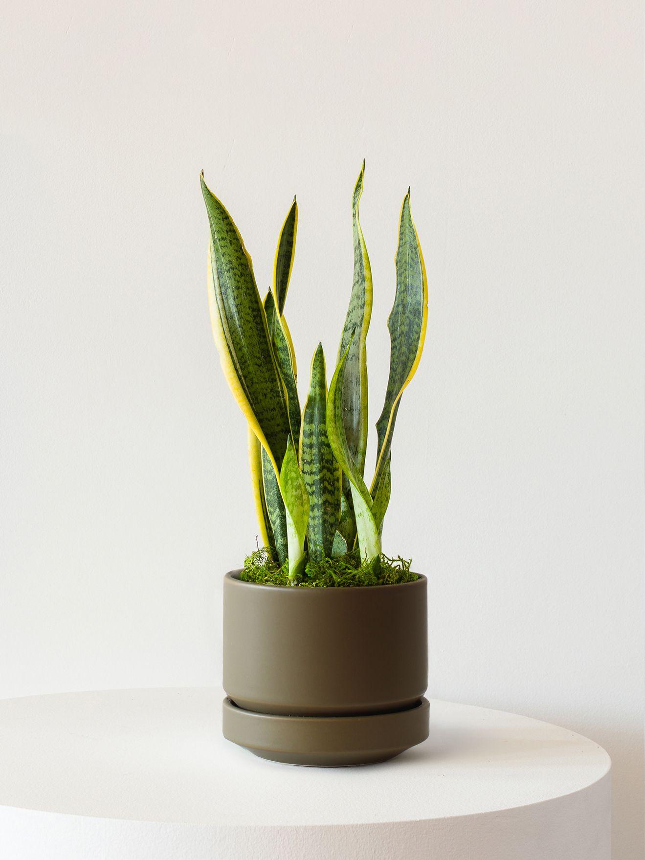 Snake Plant Laurentii - Olive Scandinavian Ceramic
