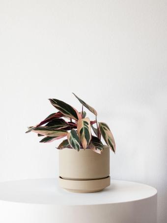 indoor plants picture