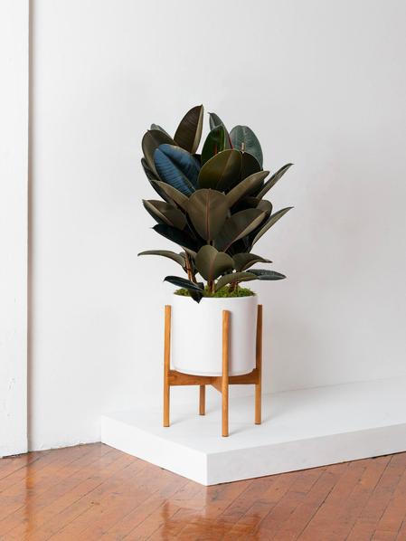 Ficus Elastica Abidjan