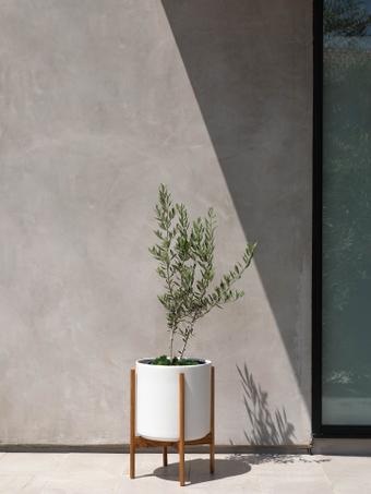 indoor plants picture