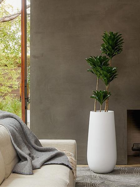 Dracaena Compacta