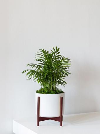 indoor plants picture