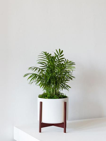 Parlor Palm
