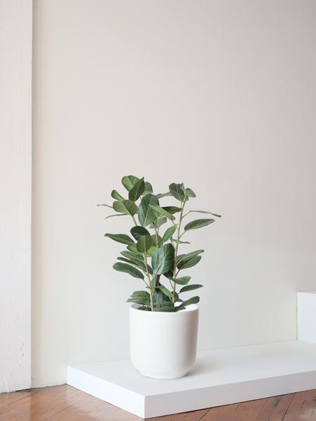 Ficus Audrey