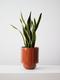Snake Plant Laurentii