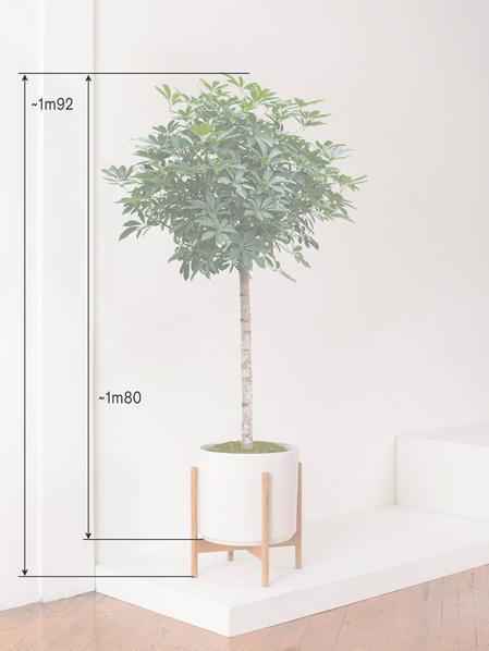 Arbre Schefflera