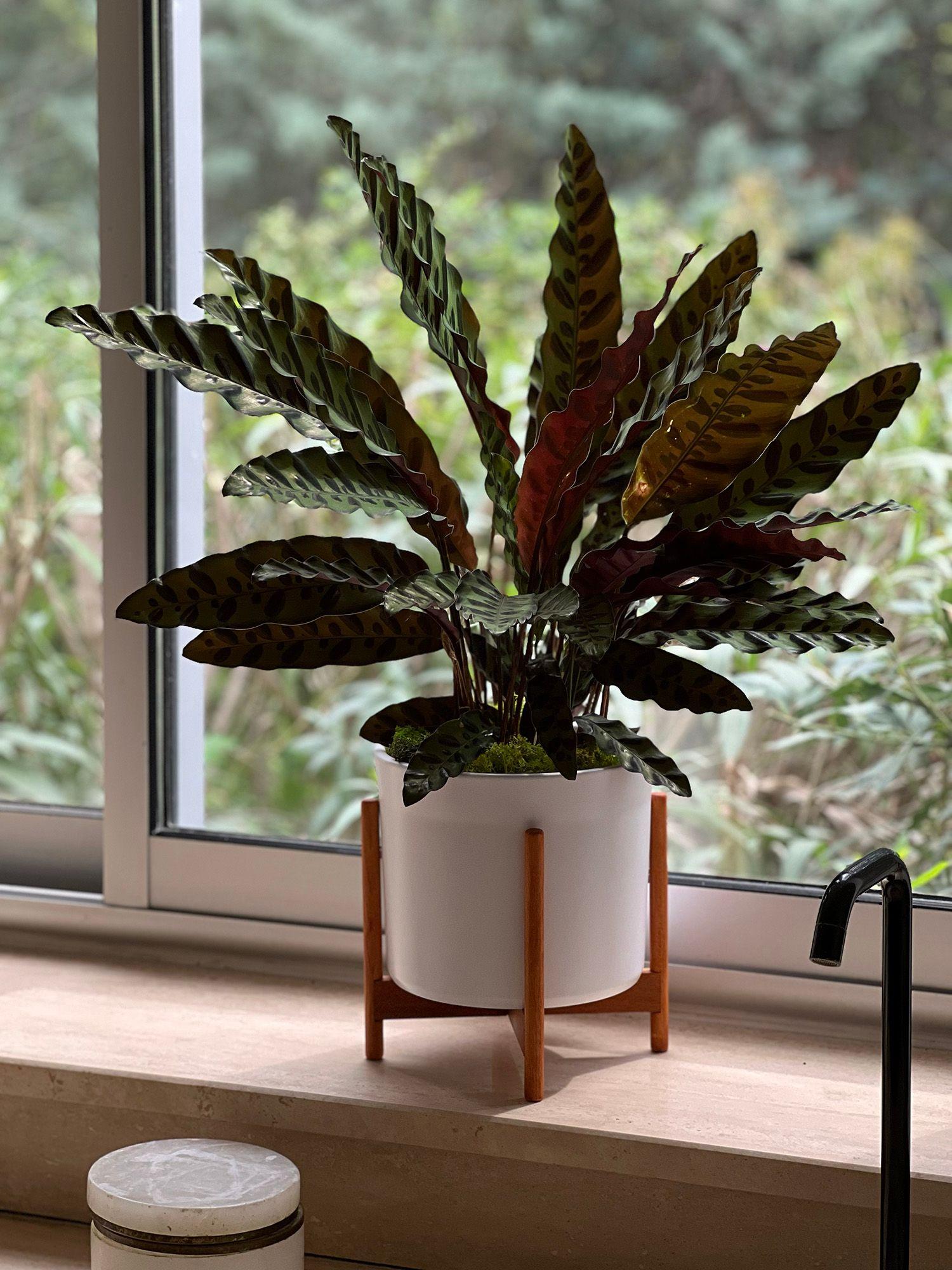 Calathea Paon de Rio