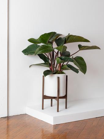 indoor plants picture