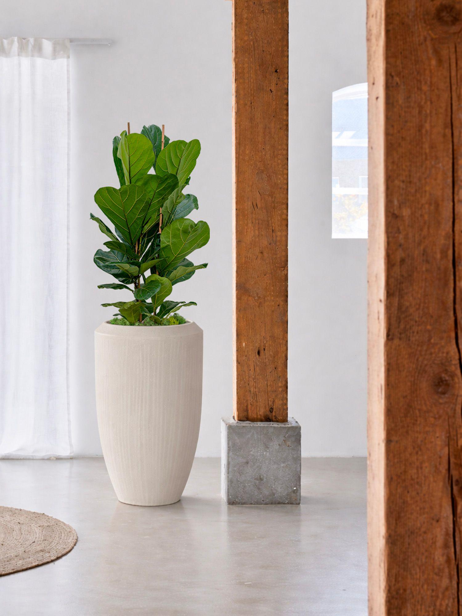 Ficus Lyrata Buisson