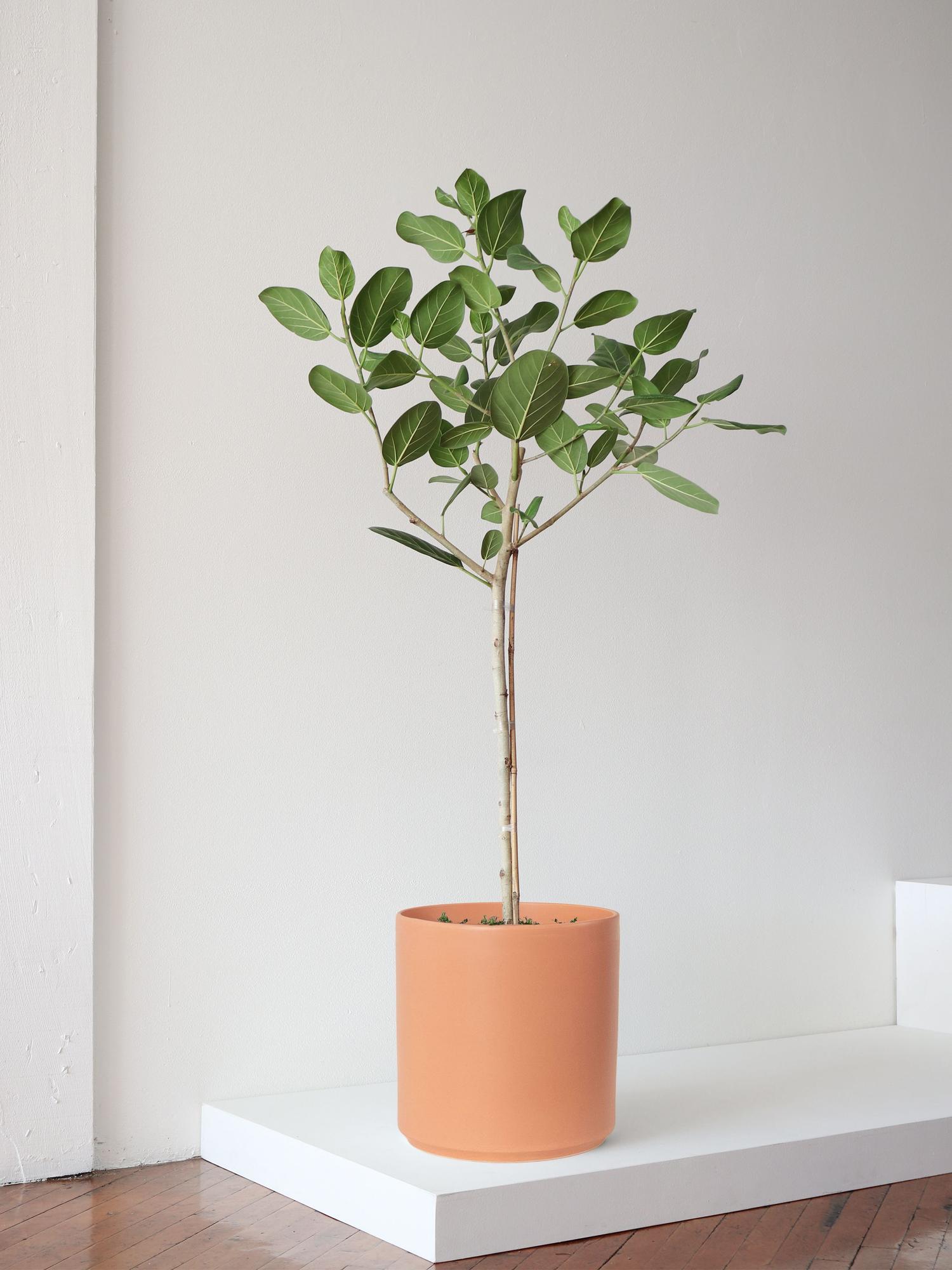 Ficus Audrey Tree