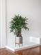 Lady Palm