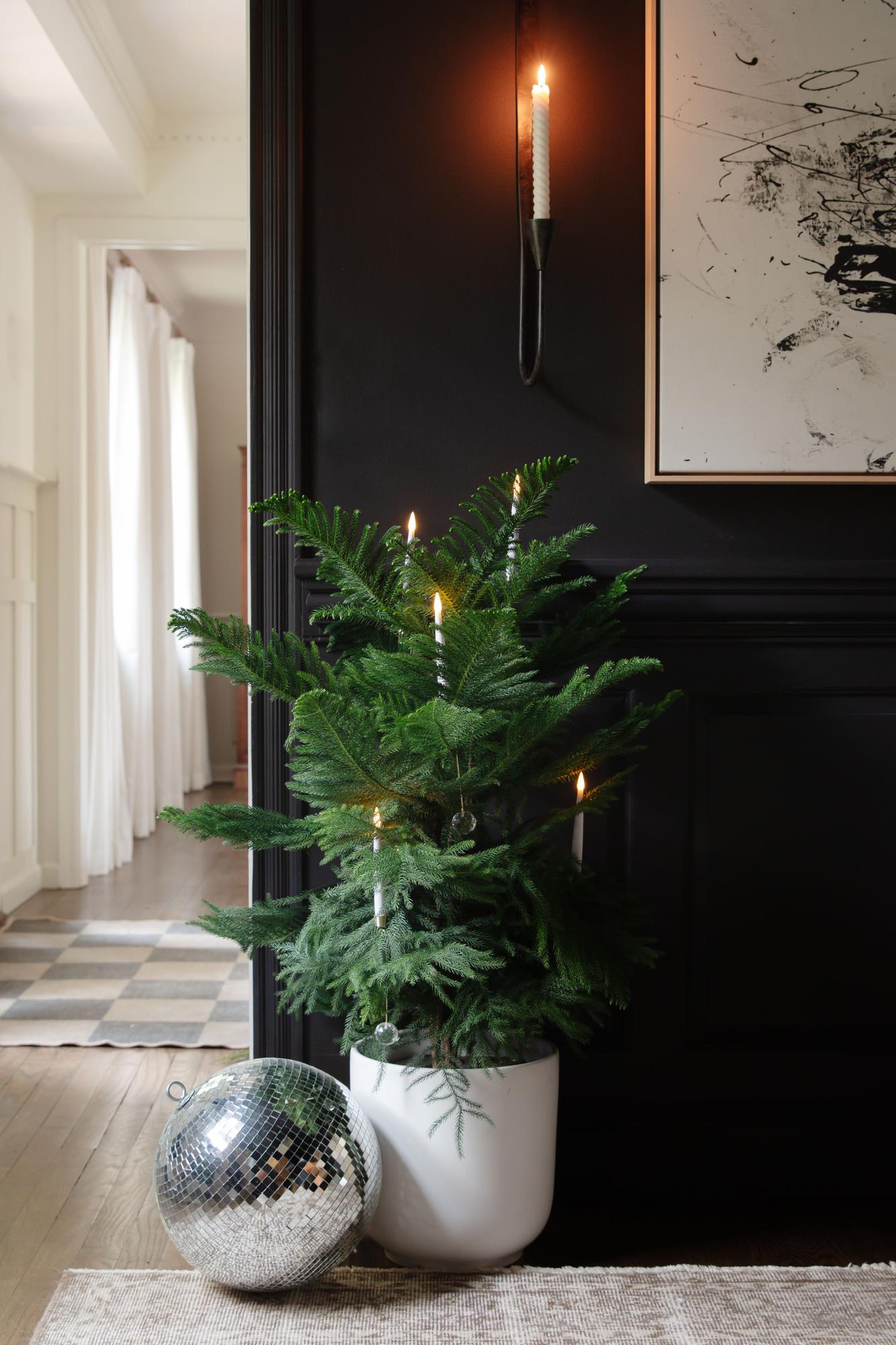 Norfolk Island Pine