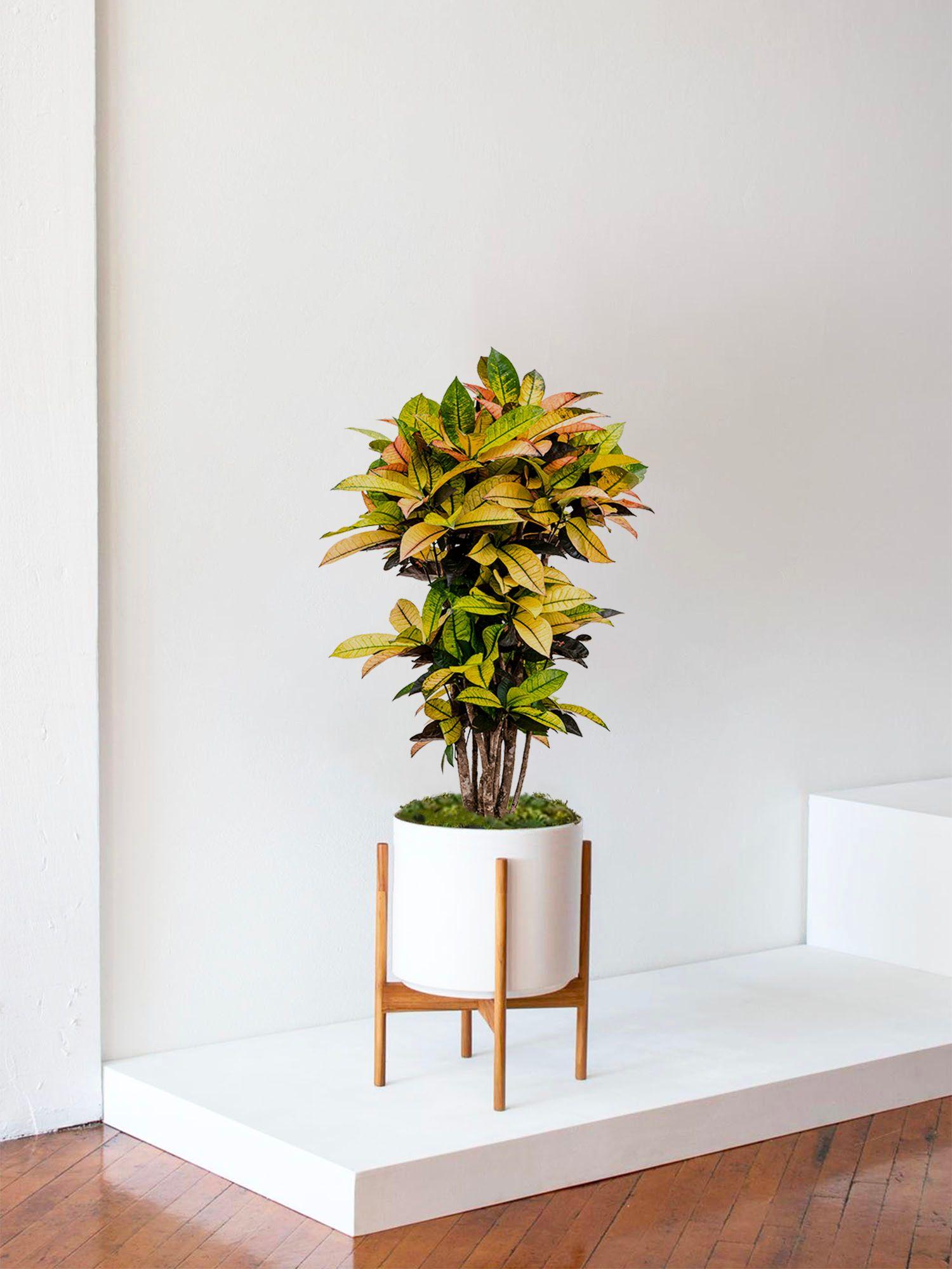 Cache-pot Velvet Blanc - Le 32