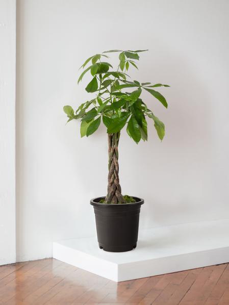 Braided Money Tree